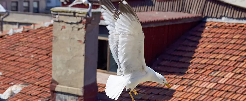 Residential Chimney Animal Removal Solution in Douglas, AZ