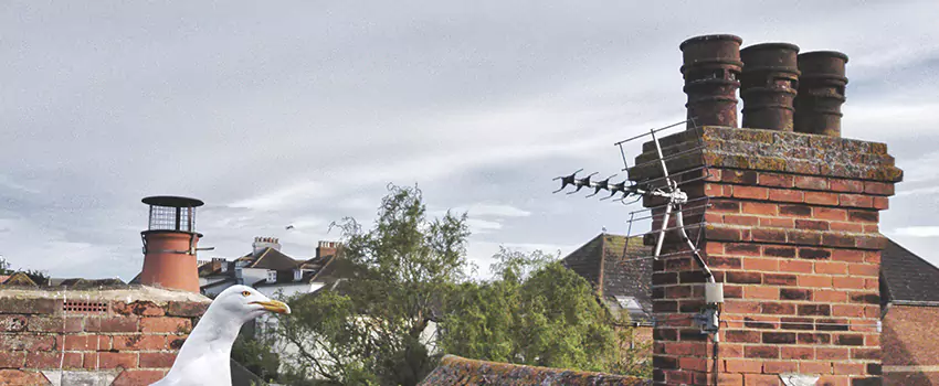 Chimney Cleaning And Restoration in Douglas, Arizona